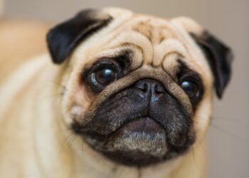 saiba tudo sobre a raça pug 