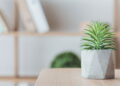 Guia completo para plantar suculentas em casa