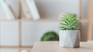 Guia completo para plantar suculentas em casa