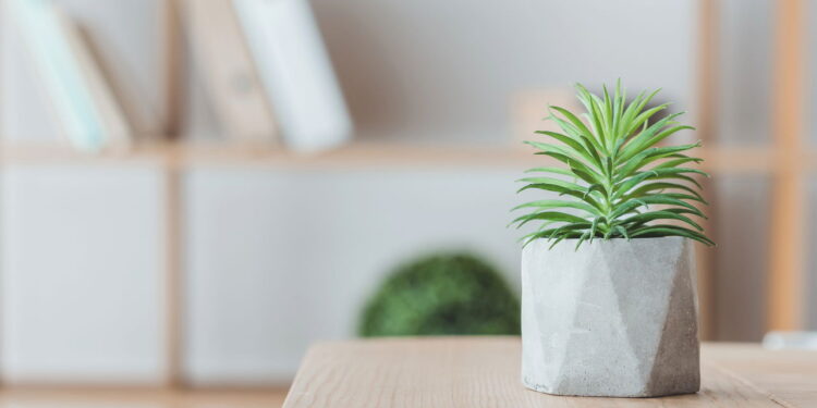 Guia completo para plantar suculentas em casa