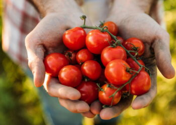 Como plantar tomate em casa mesmo com pouco espaço