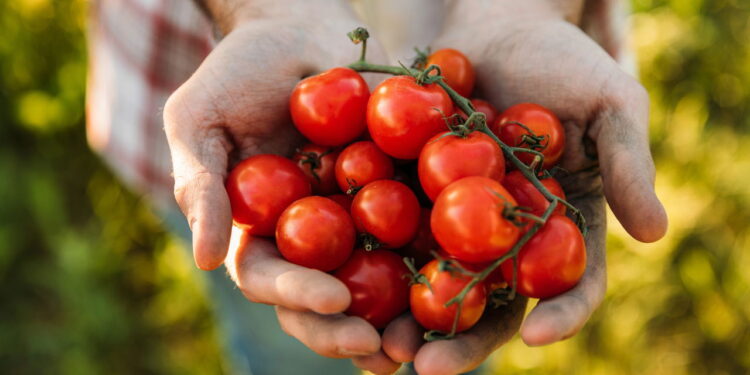 Como plantar tomate em casa mesmo com pouco espaço