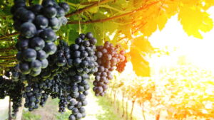 Saiba como cultivar uva em vasos mesmo em espaços pequenos