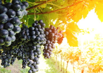 Saiba como cultivar uva em vasos mesmo em espaços pequenos