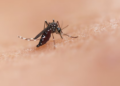 Mosquito Aedes aegypti. Foto: Unsplash