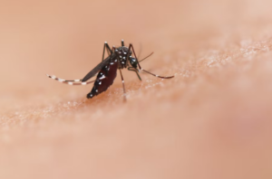 Mosquito Aedes aegypti. Foto: Unsplash