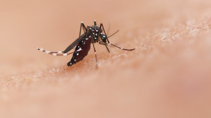 Mosquito Aedes aegypti. Foto: Unsplash