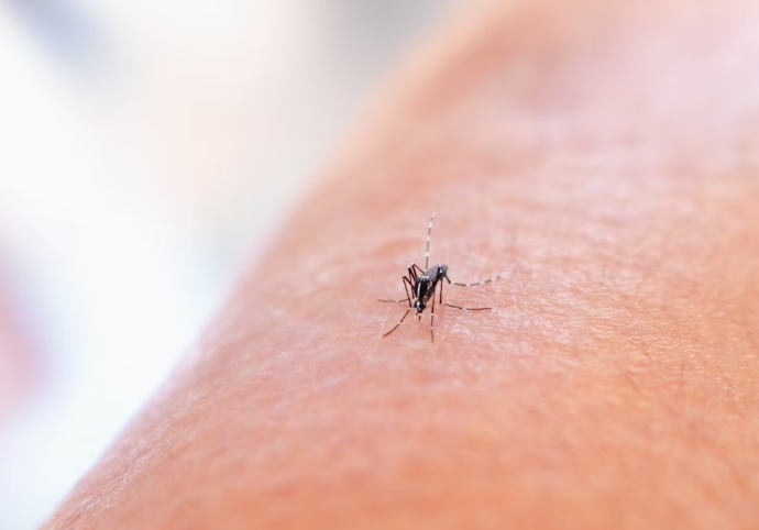 Mosquito Aedes aegypti. Foto: Unsplash