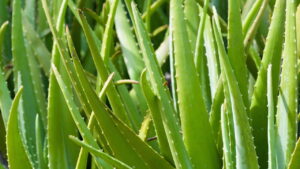Como cultivar babosa em casa e usar no cabelo e na pele