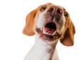 Seu cachorro não para de latir? Veja o que pode ser! Foto: FreePik