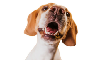 Seu cachorro não para de latir? Veja o que pode ser! Foto: FreePik