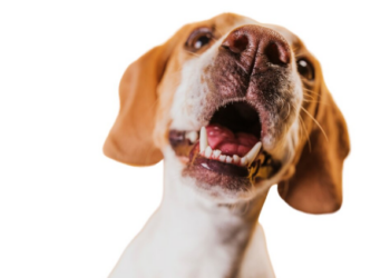 Seu cachorro não para de latir? Veja o que pode ser! Foto: FreePik