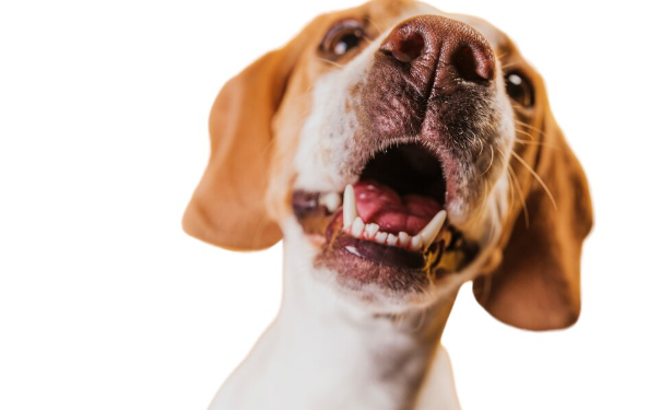 Seu cachorro não para de latir? Veja o que pode ser! Foto: FreePik