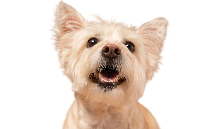 Seu cachorro não para de latir? Veja o que pode ser! Foto: FreePik