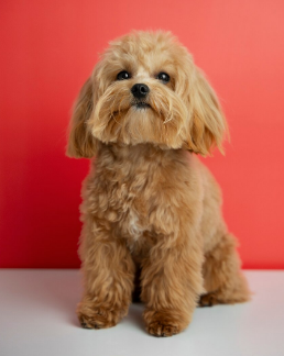 Pet perdendo muito pelo? Veja o que pode ser. Foto: FreePik