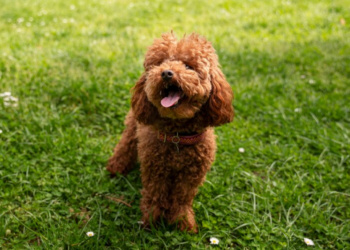 Pet perdendo muito pelo? Veja o que pode ser. Foto: FreePik