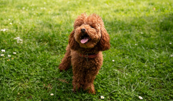 Pet perdendo muito pelo? Veja o que pode ser. Foto: FreePik