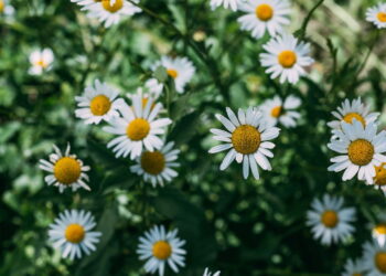 O melhor passo a passo para plantar camomila e fazer chá caseiro