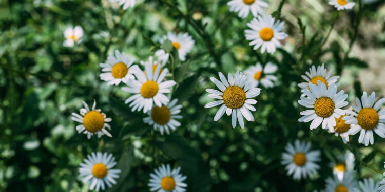 O melhor passo a passo para plantar camomila e fazer chá caseiro