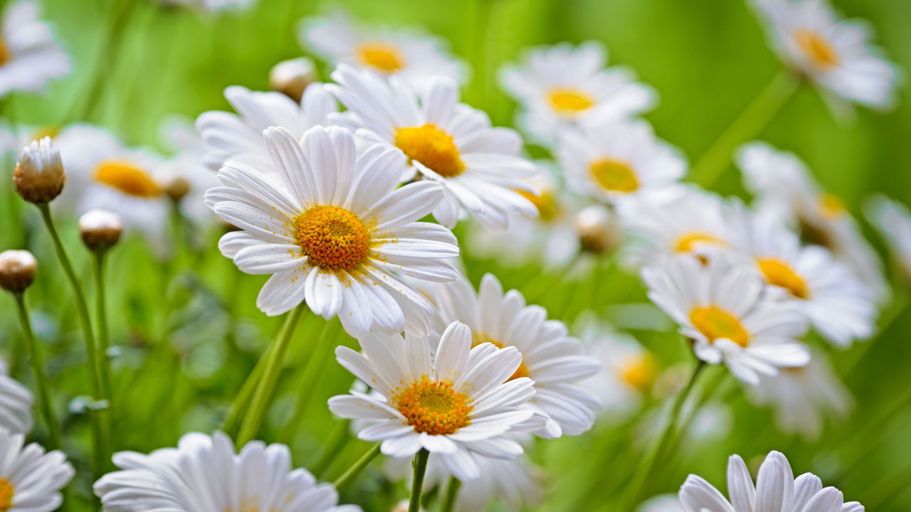 Como cultivar camomila em casa e preparar o melhor chá relaxante