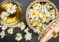 Como cultivar camomila em casa e preparar o melhor chá relaxante
