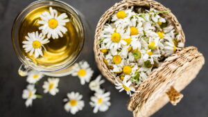 Como cultivar camomila em casa e preparar o melhor chá relaxante