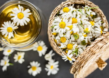 Como cultivar camomila em casa e preparar o melhor chá relaxante