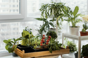 Deixe sua casa mais verde. Foto: FreePik