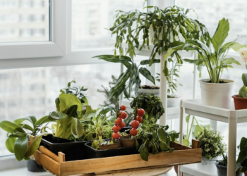 Deixe sua casa mais verde. Foto: FreePik
