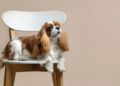 Cavalier king charles spaniel
