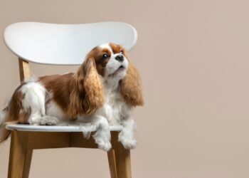 Cavalier king charles spaniel