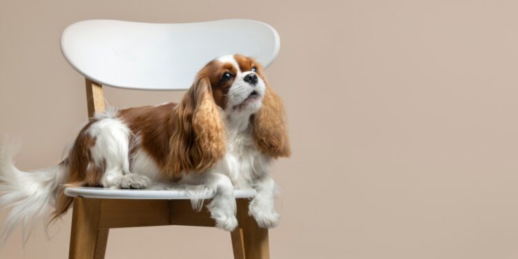 Cavalier king charles spaniel