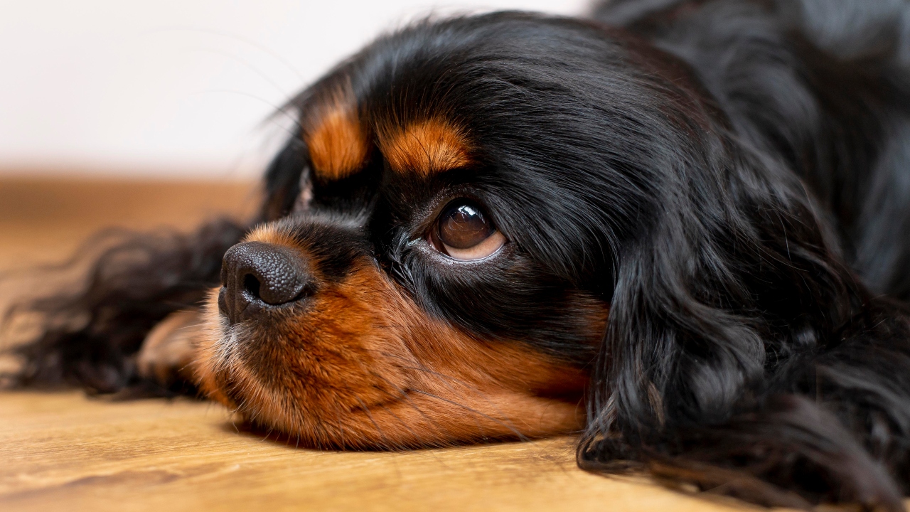 Cavalier king charles spaniel