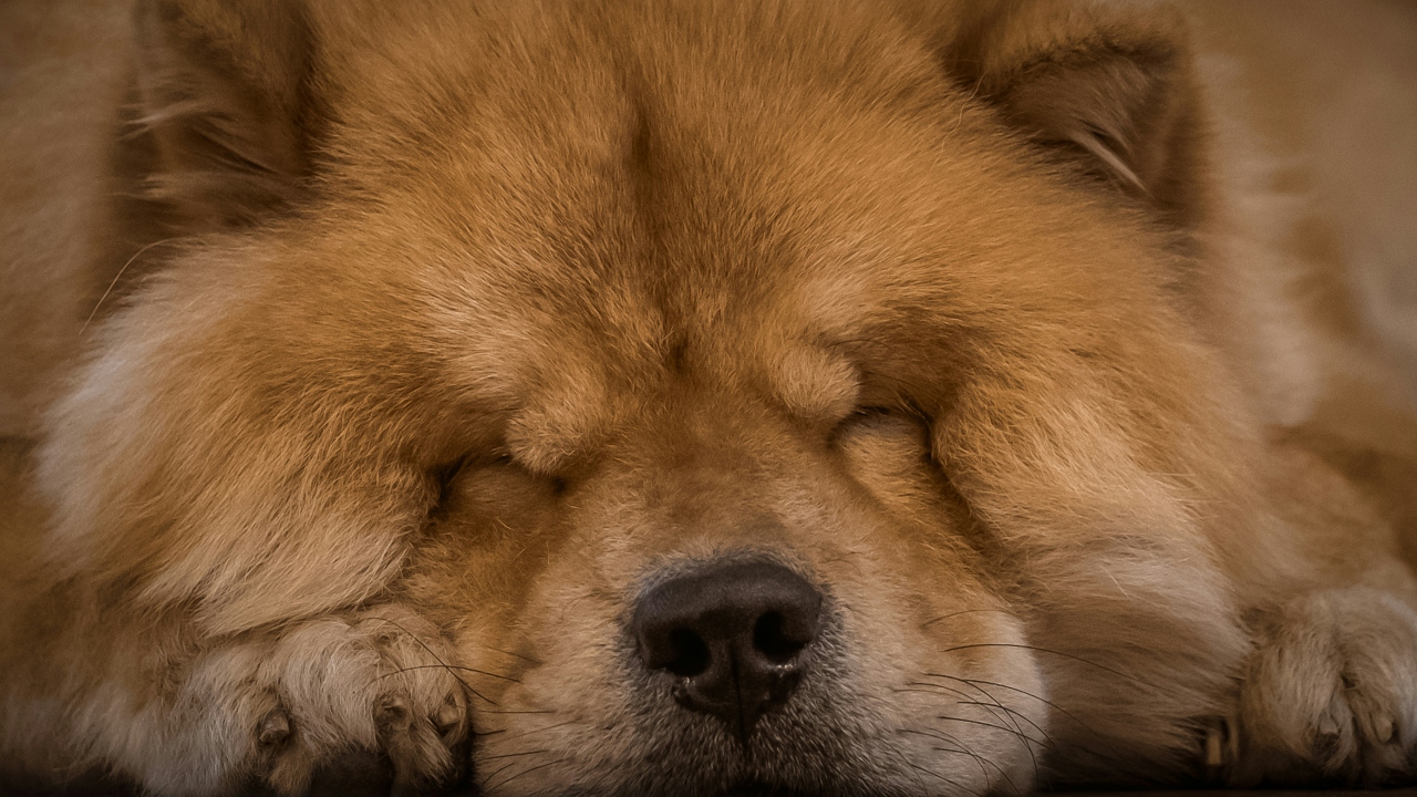 Chow Chow