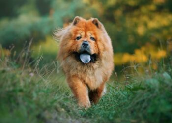 Chow Chow