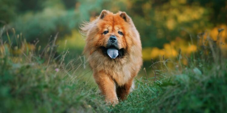 Chow Chow