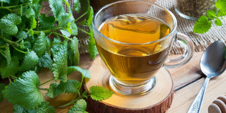 Saiba como cultivar erva-cidreira perfeita para fazer chás relaxantes