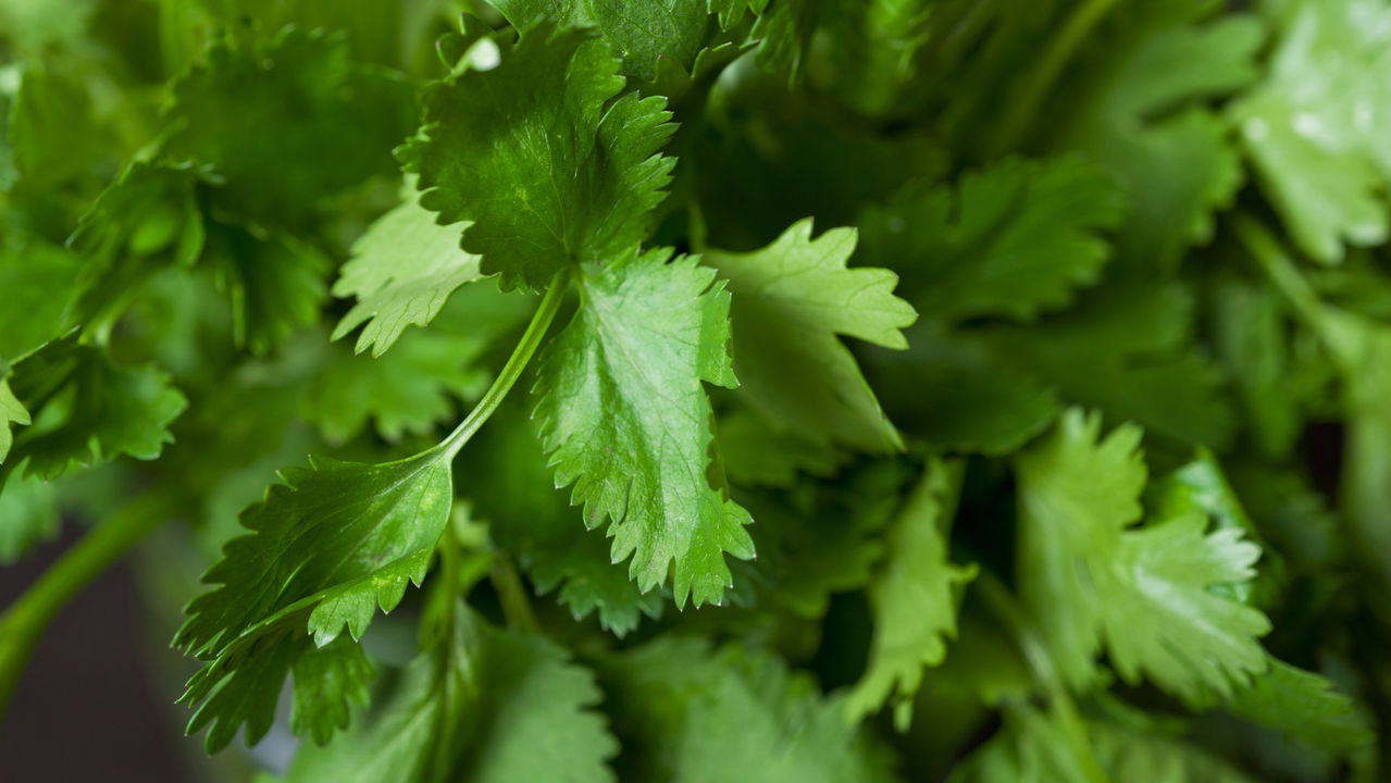 O guia mais fácil para plantar coentro em casa e colher sempre