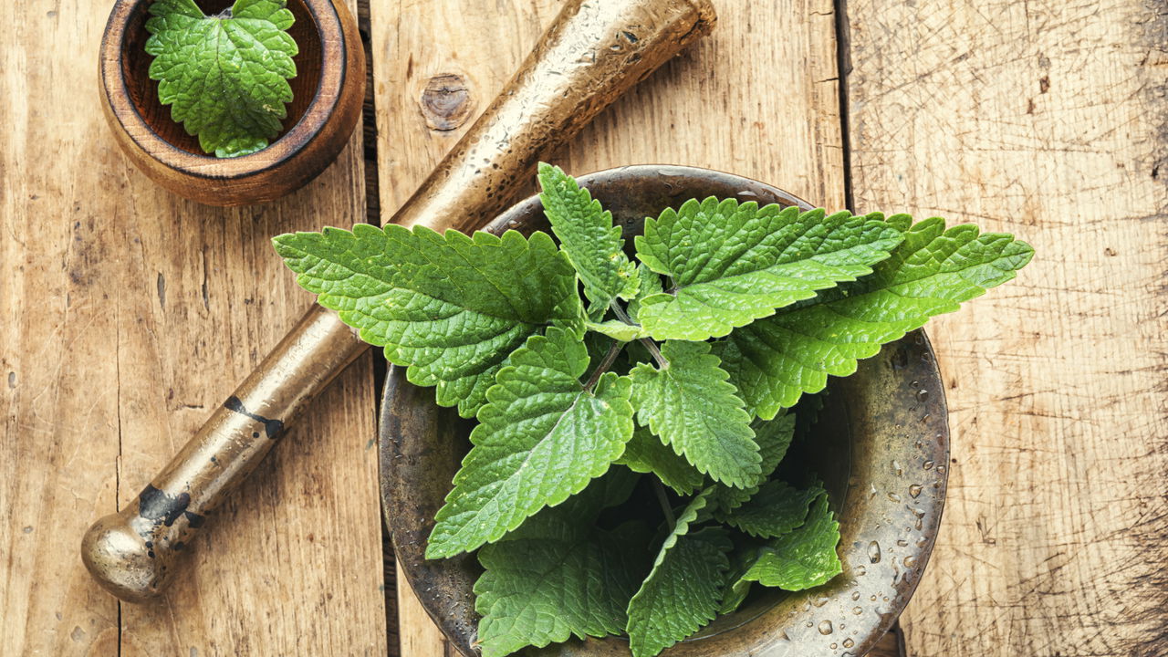 Como plantar ervas medicinais com facilidade em casa