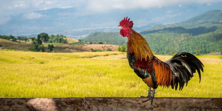 Ilustração de galo cantando - Créditos: depositphotos.com / bouybin