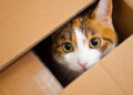 Ilustração de gato na caixa - Créditos: depositphotos.com / sergio.castelli