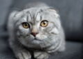 Ilustração de um gato - Créditos: depositphotos.com / IgorVetushko