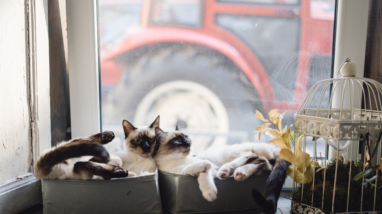 gatos tiram energia negativa