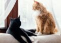 gatos tiram energia negativa