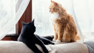 gatos tiram energia negativa