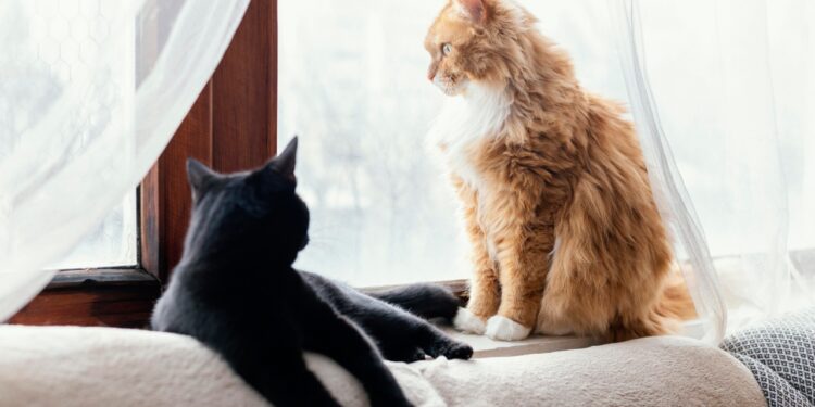 gatos tiram energia negativa