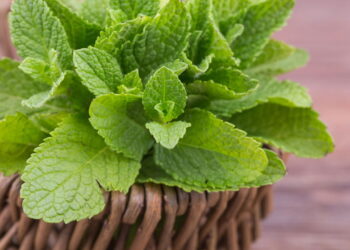 Como plantar ervas medicinais com facilidade em casa