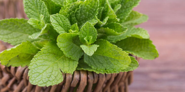 Como plantar ervas medicinais com facilidade em casa