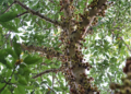 Jabuticaba traz benefícios à saúde. Foto: FreePik