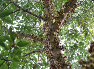 Jabuticaba traz benefícios à saúde. Foto: FreePik